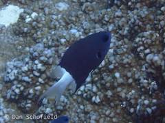 Pycnochromis margaritifer