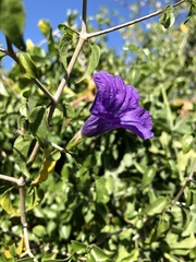 Ruellia californica peninsularis