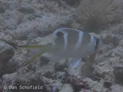 ヨコシマクロダイ