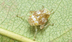 Brunotartessus fulvus