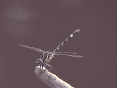 Austroepigomphus praeruptus