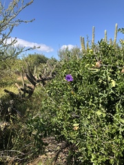 Ruellia californica peninsularis