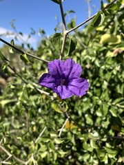 Ruellia californica peninsularis