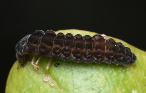 Margined Leatherwing Beetle, photo 4 of 8