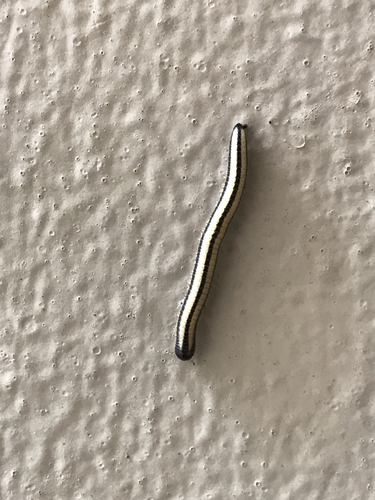Spirobolellus immigrans