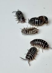 Armadillidium maculatum