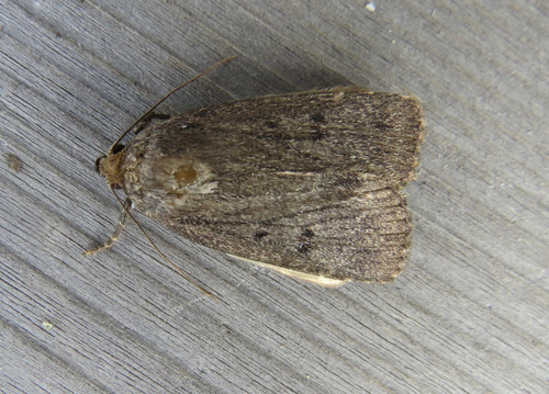 Mouse Moth photo 4