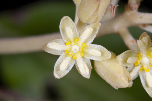 Avocado (Persea americana)
