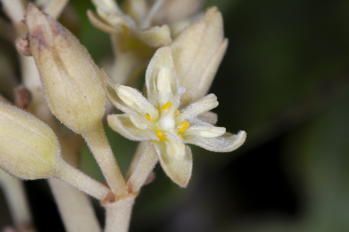 Aguacate (Persea americana)