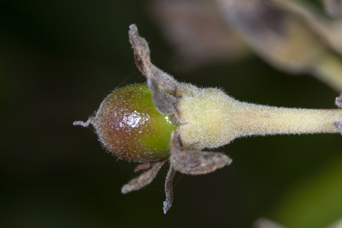Aguacate (Persea americana)