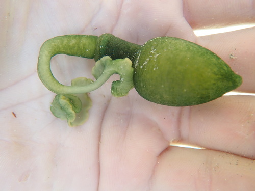 Metabonellia haswelli