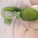 Green Spoon Worm - Photo (c) Mitch Van Dyke, some rights reserved (CC BY), uploaded by Mitch Van Dyke