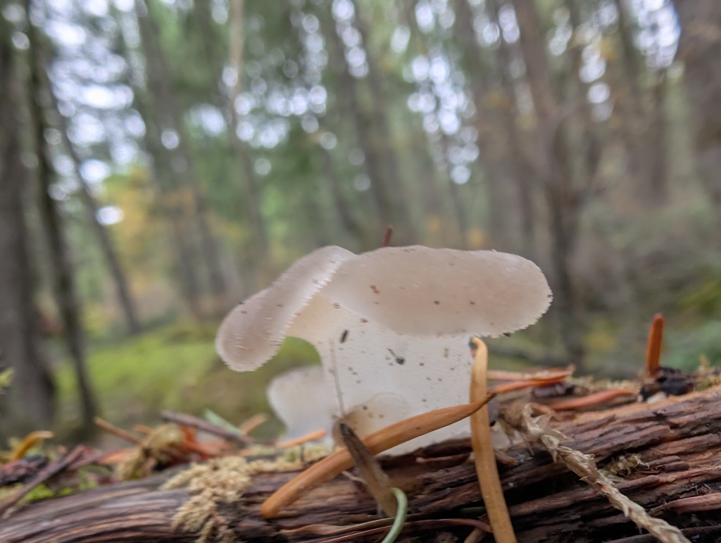 Pseudohydnum gelatinosum · November 2025 · photo: © simonele (iNaturalist, cc-by)