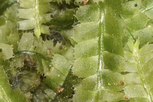 Heteroscyphus argutus observed 2025-11-11