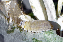 Paropsisterna m-fuscum