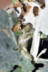 Paropsisterna m-fuscum