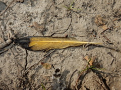 Colaptes auratus auratus