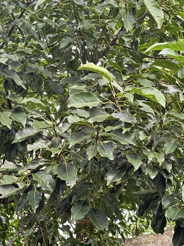 Elaeocarpus serratus