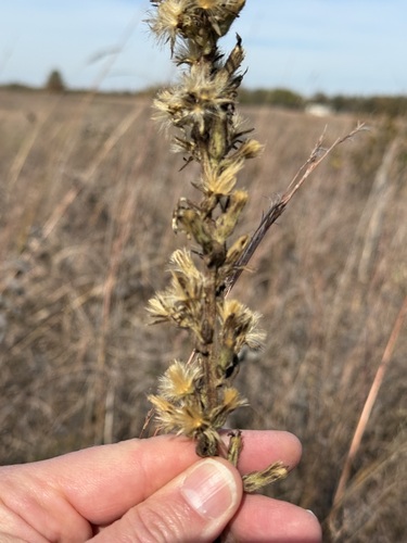 rough rattlesnake root (Nabalus asper)