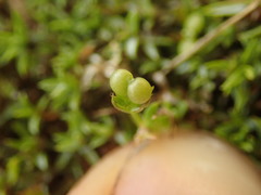 Galium perpusillum