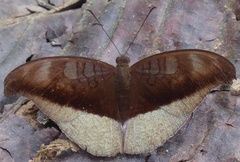 Tanaecia cocytus