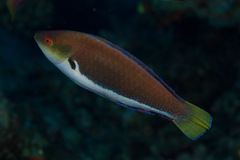 Cirrhilabrus punctatus