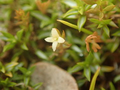 Galium perpusillum