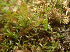Galium perpusillum