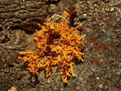 Teloschistes velifer