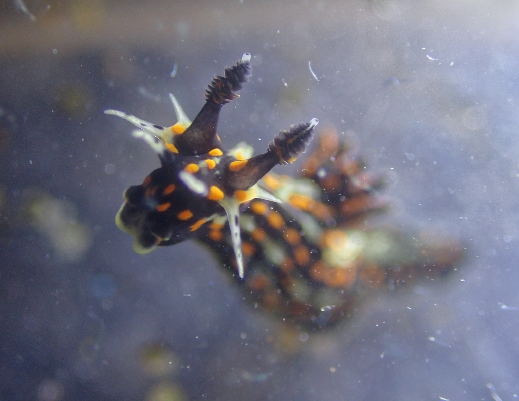 Ink Stain Dorid