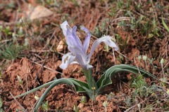Iris subdecolorata