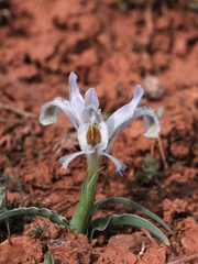 Iris subdecolorata