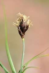 Carex pachystylis