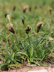 Carex pachystylis