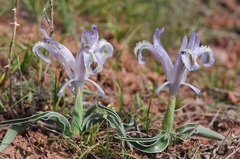 Iris subdecolorata