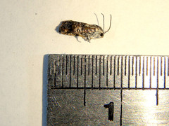 Eupselia carpocapsella