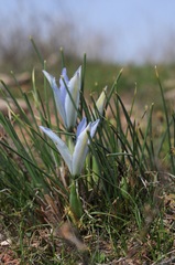 Iris tenuifolia