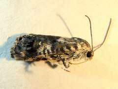 Eupselia carpocapsella