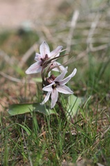 Fritillaria stenanthera