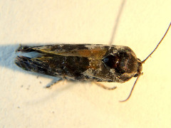 Eupselia carpocapsella