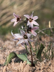 Fritillaria stenanthera