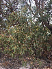 Eucalyptus planchoniana