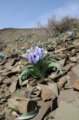 Iris willmottiana