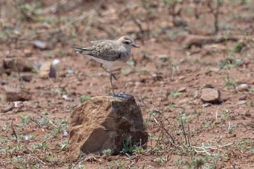 iNaturalist image