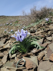 Iris willmottiana
