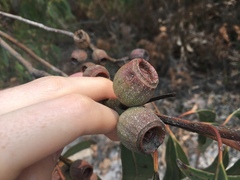 Eucalyptus planchoniana