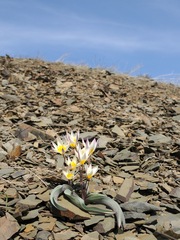 Tulipa orthopoda