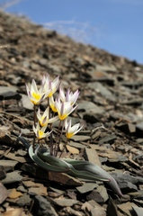Tulipa orthopoda