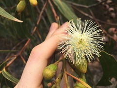 Eucalyptus planchoniana