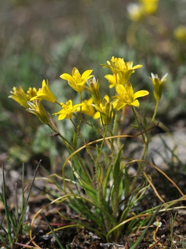 Gagea minutiflora